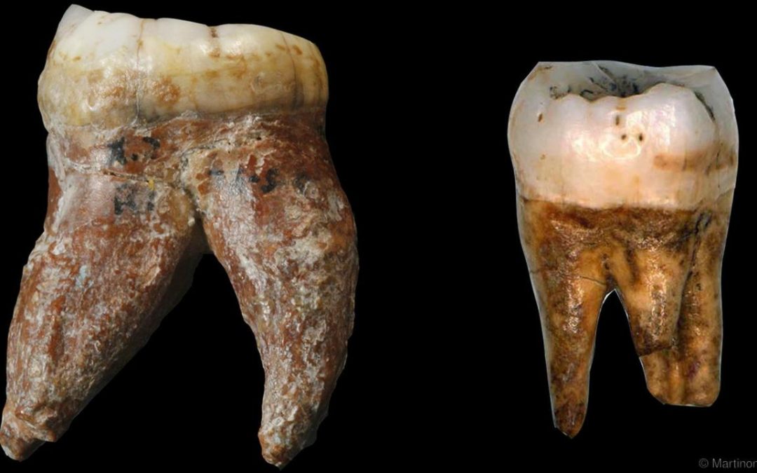 Previously lost fossilised human teeth produce new data